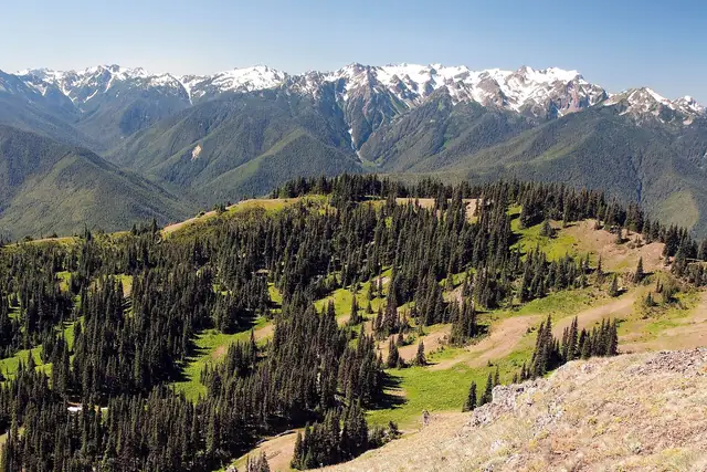 Snow-streaked Olympic peaks from the Hurricane Hill trail in July