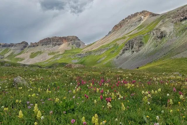 Wildflowers carpeting Ice Lake Basin in early August