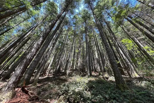 Tall second-growth forest along the Rattlesnake Ledge trail in June