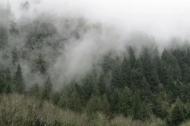 March mist hanging in the firs on Tiger Mountain