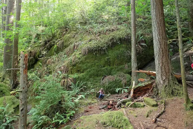 A house-sized boulder at Talus Rocks on Tiger Mountain in August