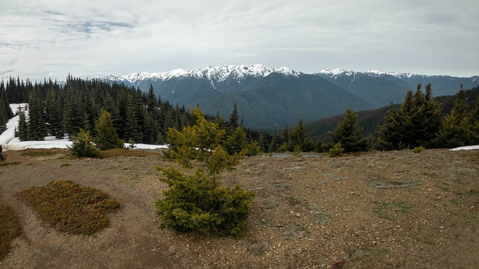 Open subalpine meadow on the Hurricane Hill trail with the snowy Olympic Mountains on the horizon