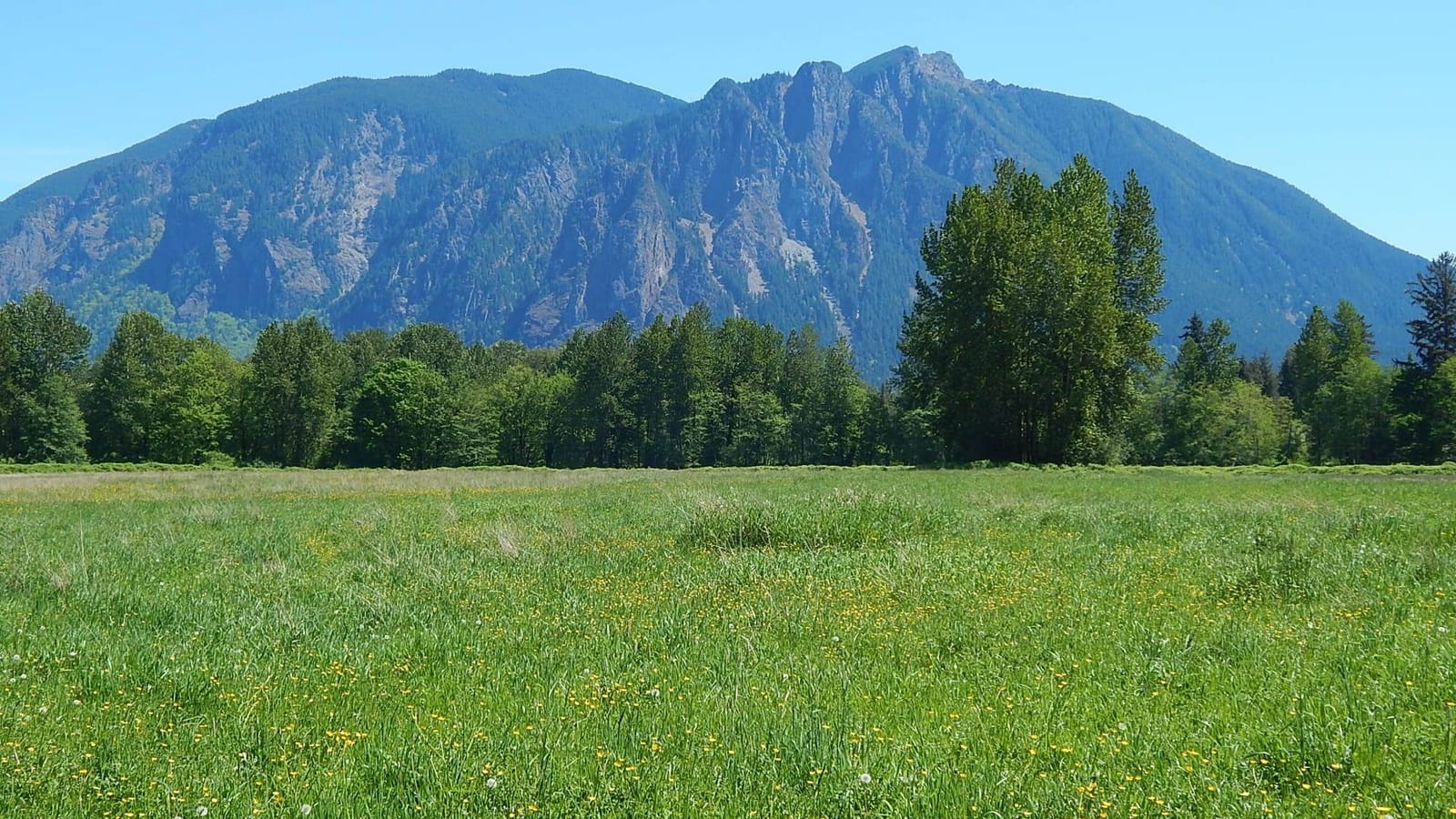 Mt. Si's rocky summit block rising above a green meadow and cottonwoods in the Snoqualmie Valley