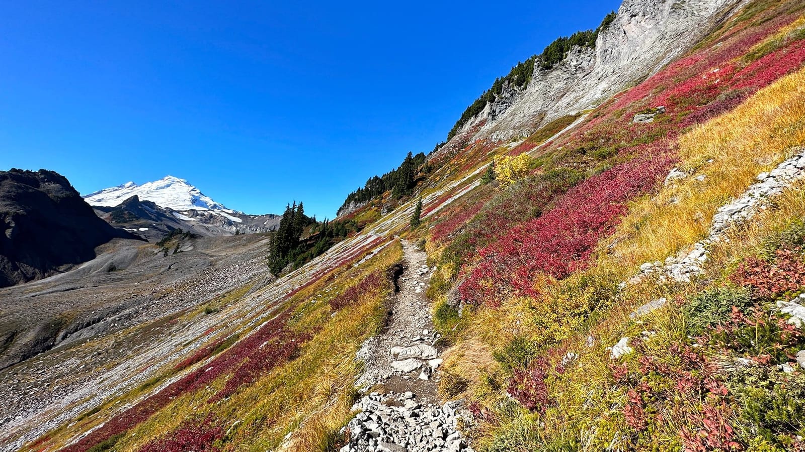 Ptarmigan Ridge trail crossing a slope of red and gold fall color with Mt. Baker ahead