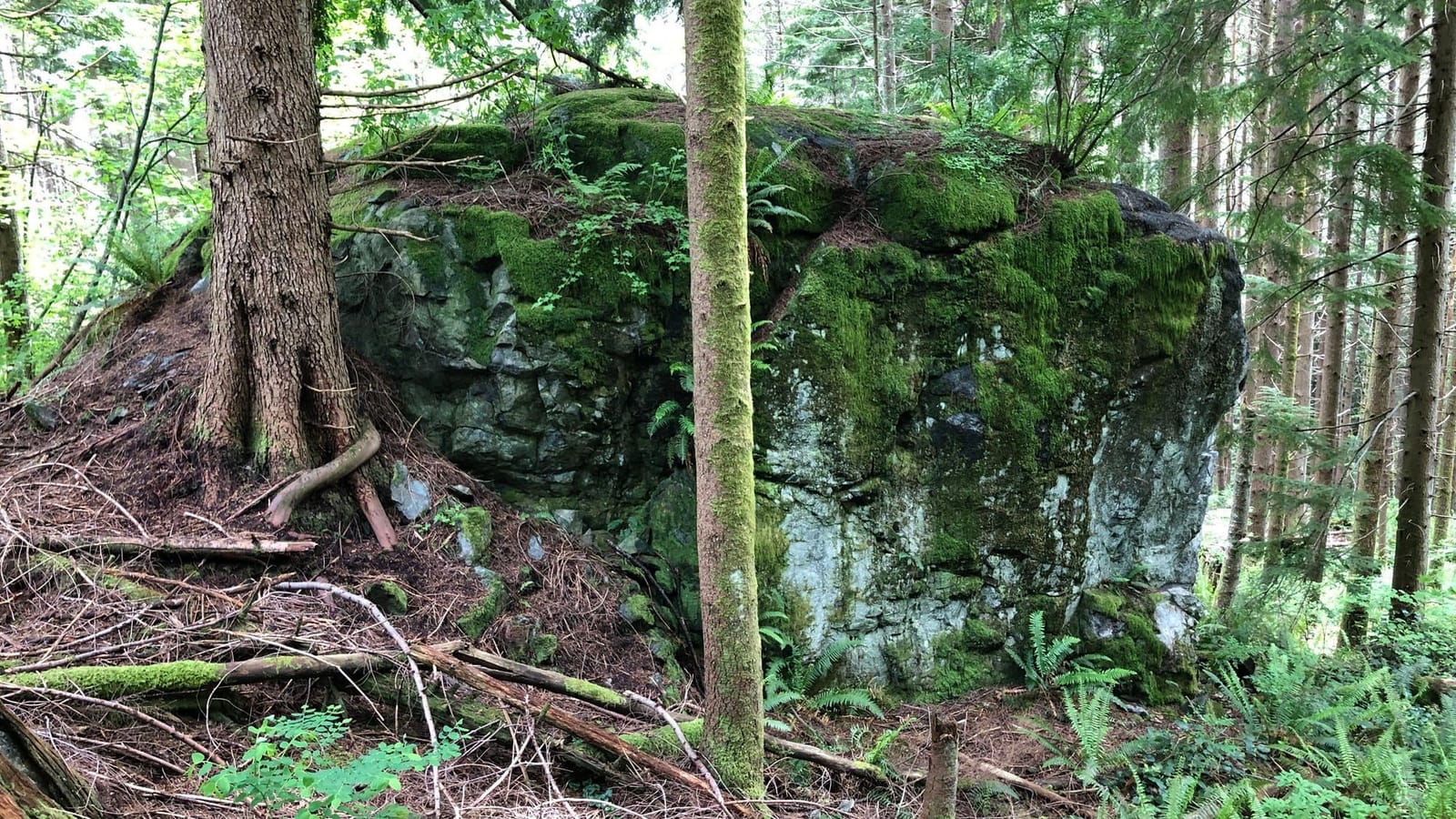 A mossy glacial erratic boulder beside the Tiger Mountain Trail in second-growth forest